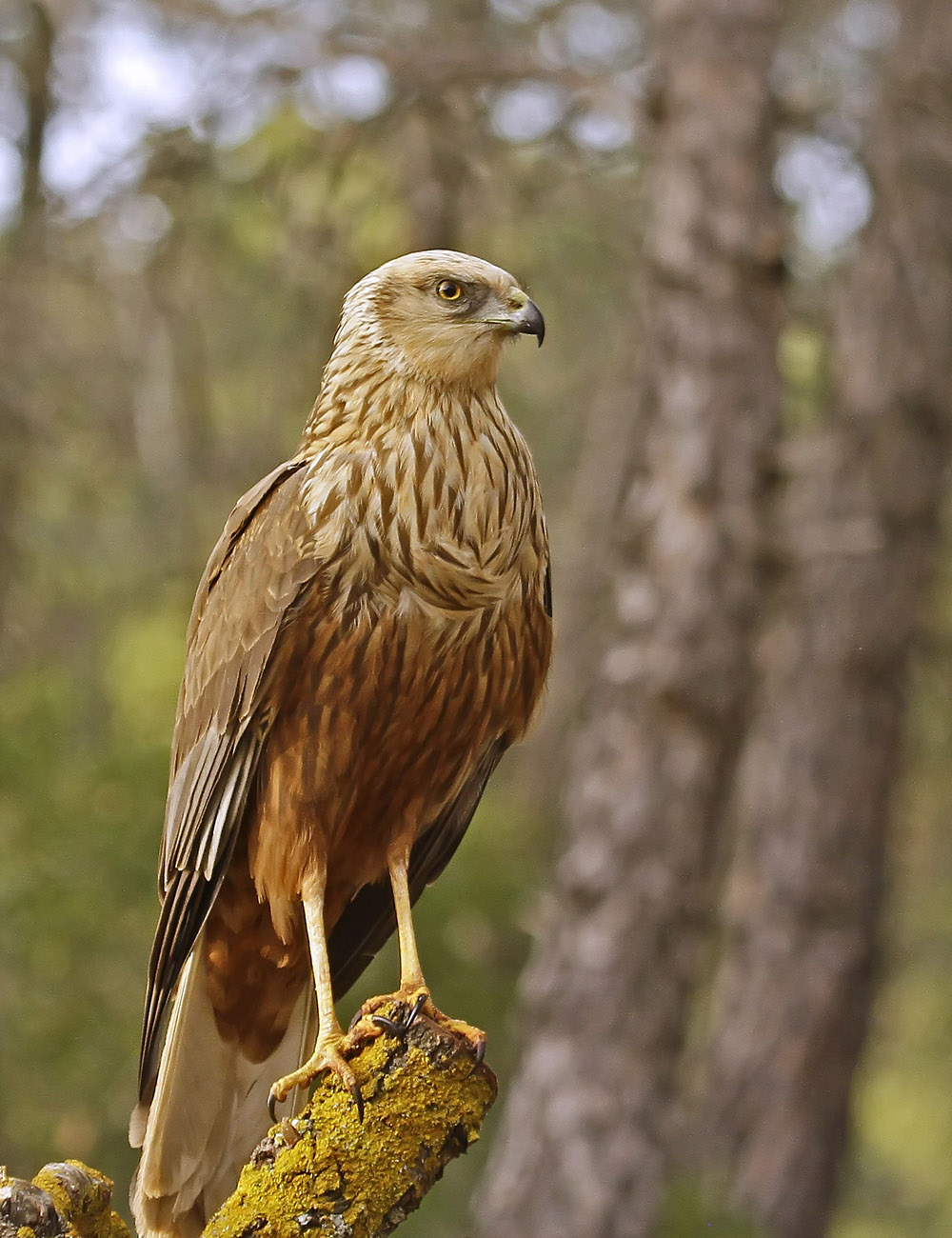 aguilucho cenizo birding aragon