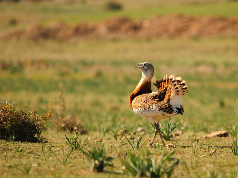 avutarda birding aragon