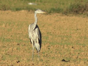 Garza Real Birding Aragon