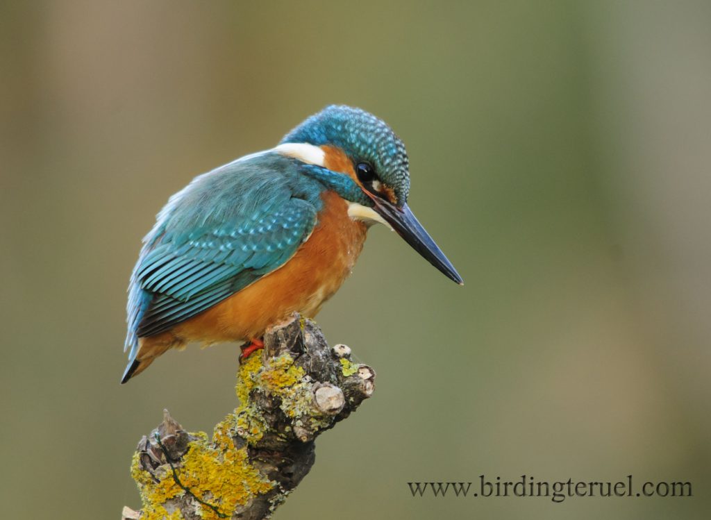 Birding Aragon