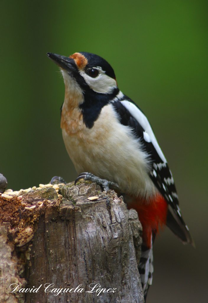 Birding Aragon