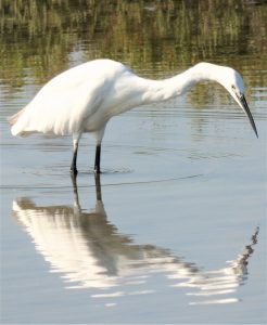 Birding Aragon