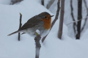 Birding Aragon