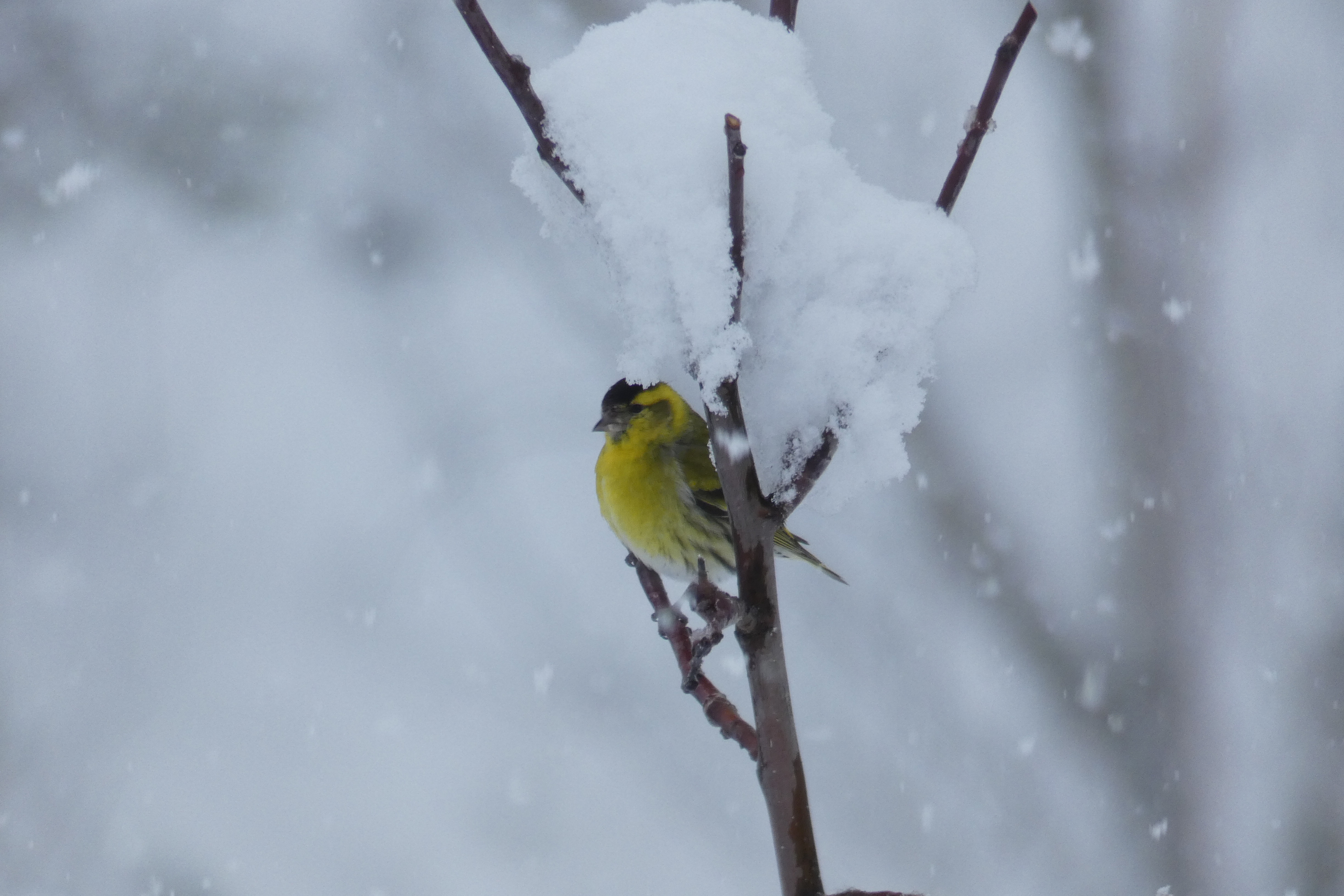 Birding Aragon