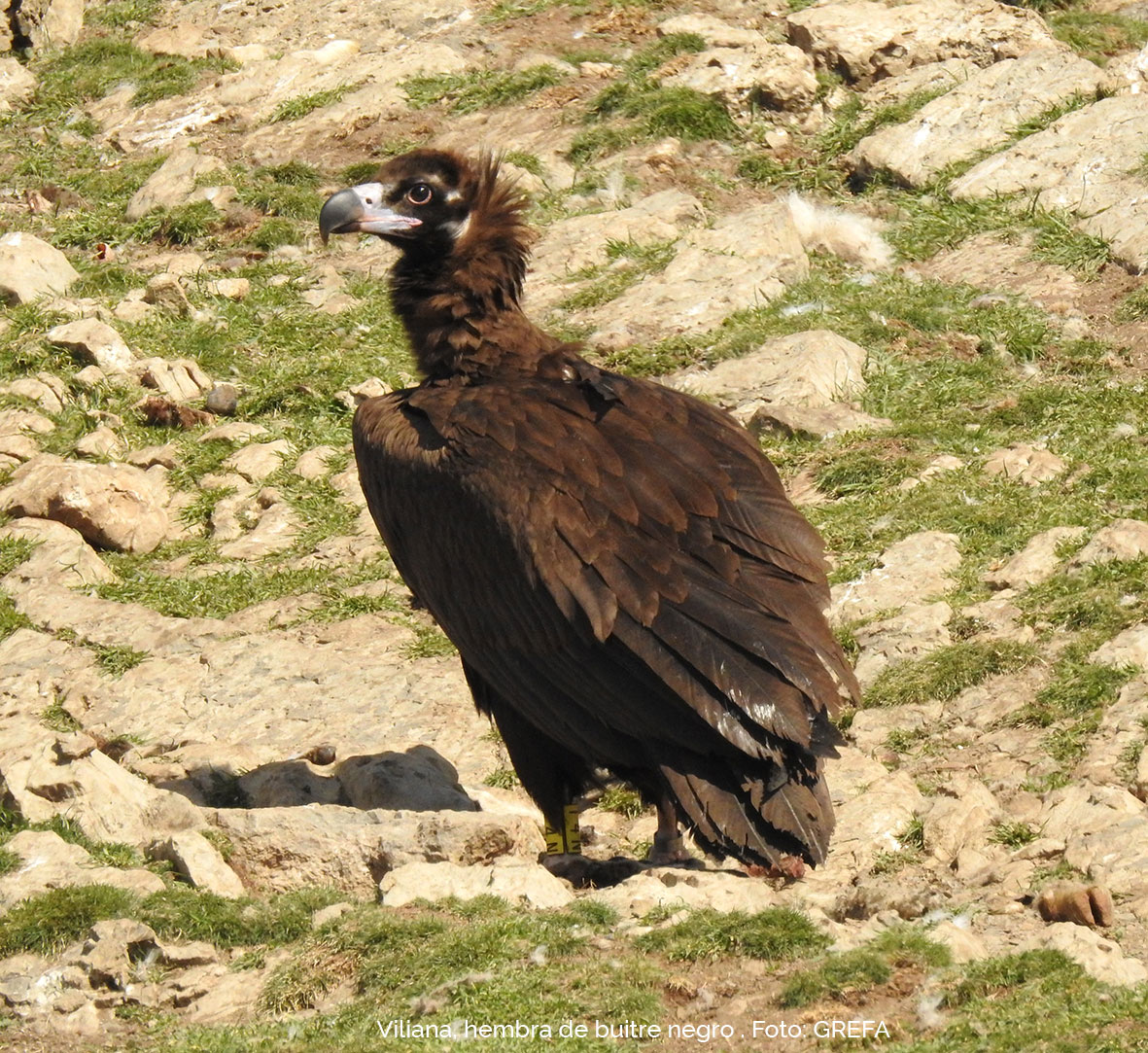 Viliana, hembra de buitre negro de una de las parejas que ha nidificado en Aragón. Foto: GREFA.