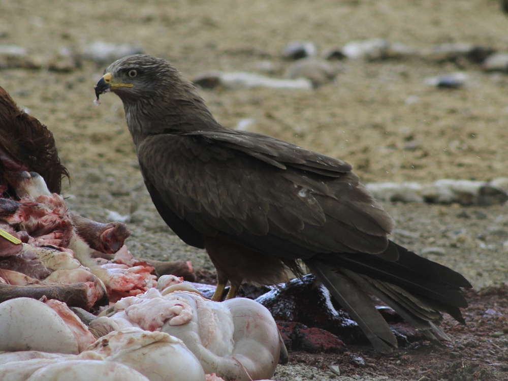 milano negro birding aragon